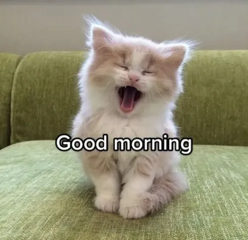 Meme chế cà phê sáng viral khắp Facebook và TikTok