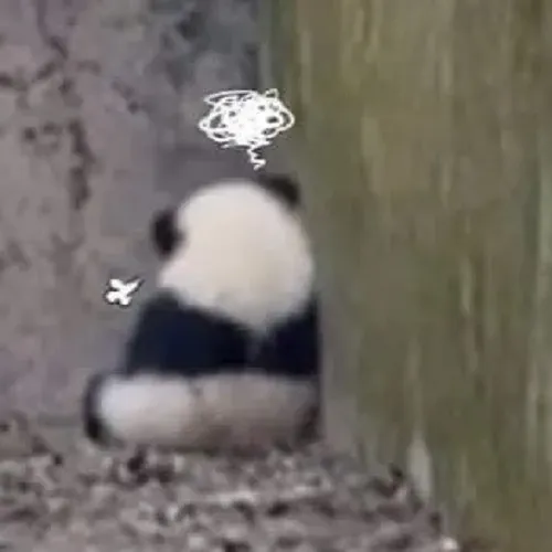 Hình troll bạn thân giận nhẹ qua meme gấu dỗi dễ thương