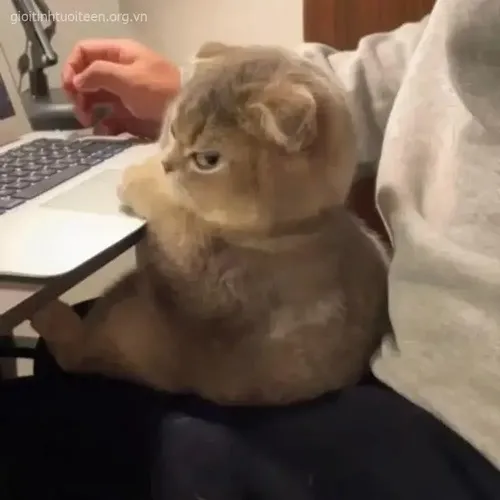 Meme troll biểu cảm giận nhưng vẫn muốn được dỗ