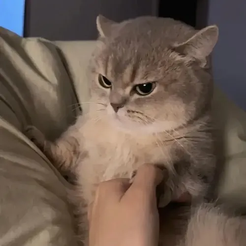 Meme chế gấu dỗi nhìn vừa buồn cười vừa thương