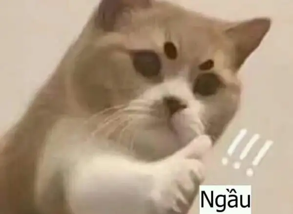 Meme mèo Like: Khi ngón tay cái giơ lên thay cho nghìn lời khen tán thưởng