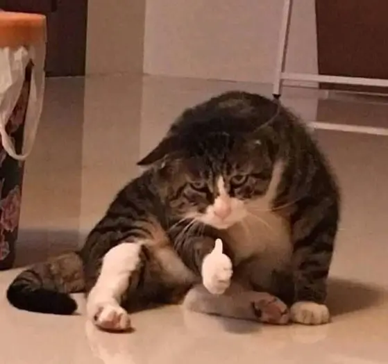 Ảnh vui mèo nhấn Like đại diện phản ứng tự nhiên của dân mạng.