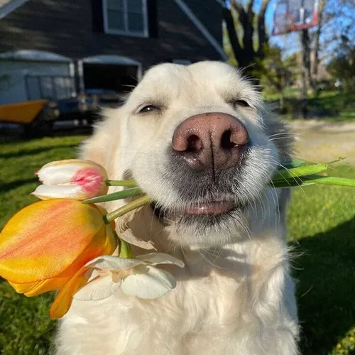 Meme chú chó cầm hoa bằng mõm nhìn chủ với ánh mắt siêu ngọt ngào