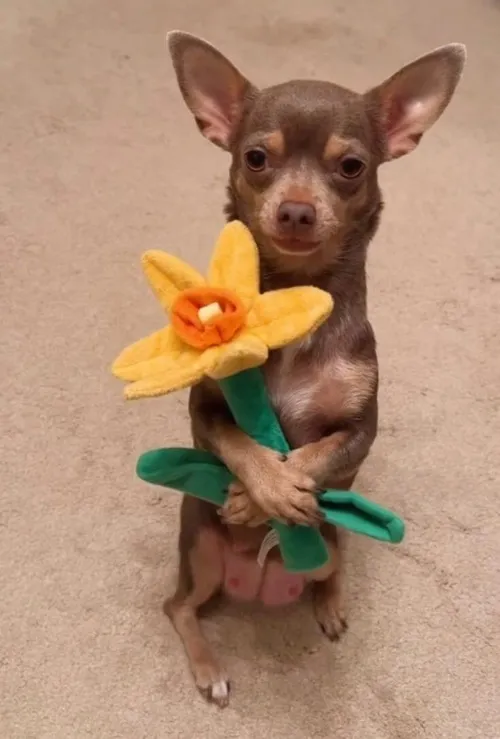 Meme chế chú chó corgi cầm hoa hồng giấy nhìn chủ trìu mến