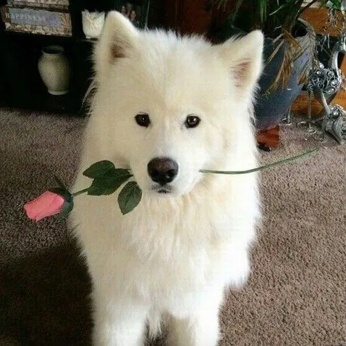 Ảnh troll chú chó poodle cầm hoa baby trắng tinh khôi cực xinh