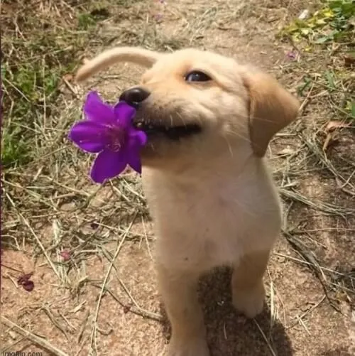 Ảnh vui chú chó ta ngồi trước cửa, mõm ngậm hoa đầy tình cảm