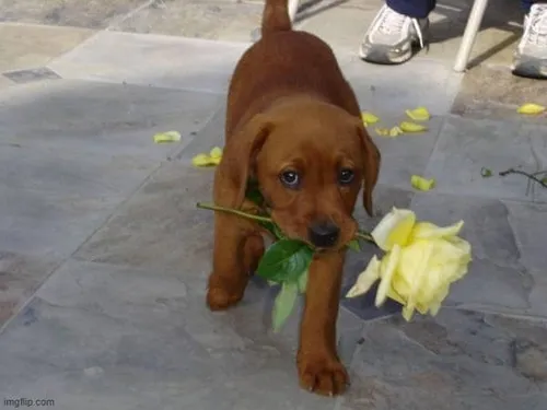 Meme hài chú chó đeo kính, cầm hoa tặng bạn gái trong ngày lễ