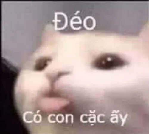 Khi dân mạng biến meme mèo chửi nhau thành niềm vui