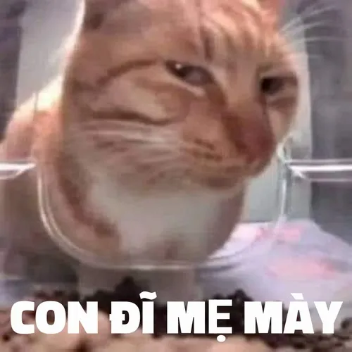 Meme chửi bậy hài hước pha nét troll khiến netizen mê mẩn.