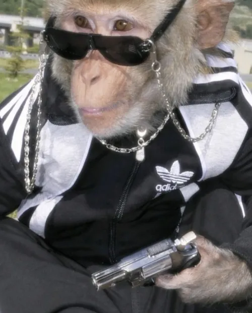 Ảnh chế khỉ bóp cổ mèo, trend cực bựa TikTok