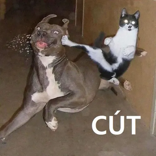 Khoảnh khắc cút cho khuất, khiến người xem bật cười nhẹ.