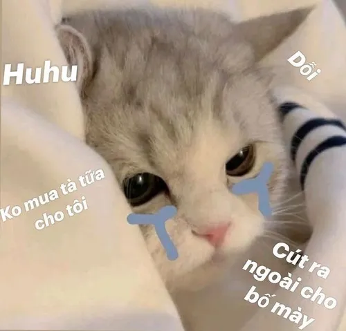 Hình meme mèo hài cút mẹ mày đi, đỉnh cao của bức xúc.
