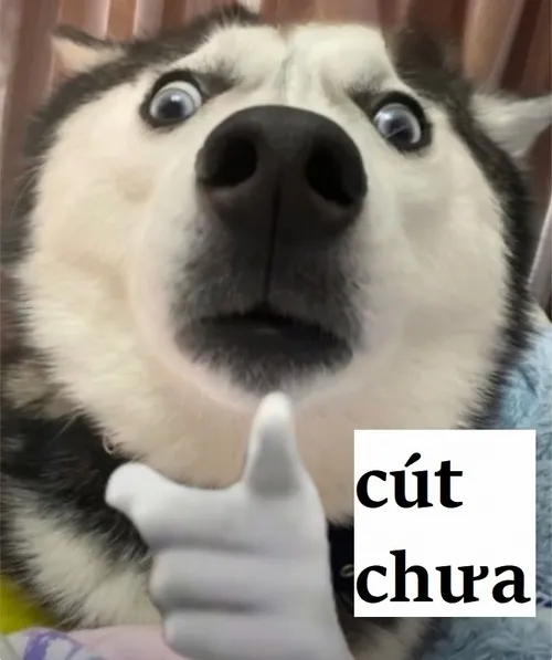 Ảnh vui caption ngắn, ai thấy cũng phải phì cười.