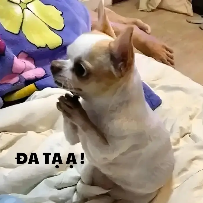 Ảnh troll cảm ơn kiểu phim kiếm hiệp mang nét hài cổ điển