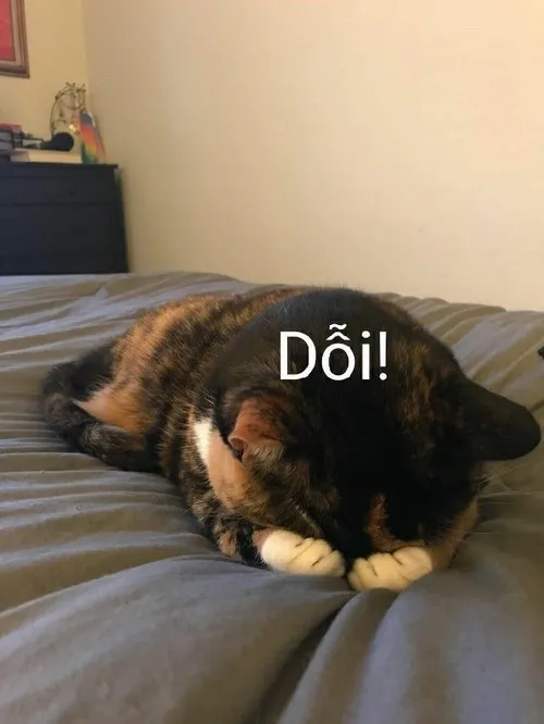 Hình meme vui biểu cảm lườm nguýt cực tếu táo