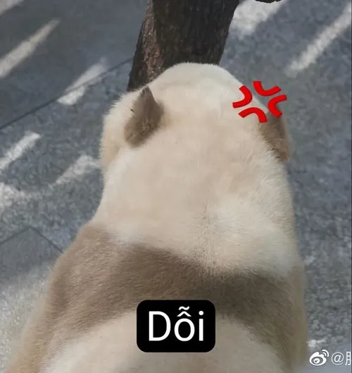 Ảnh meme hài biểu cảm dỗi đáng yêu của cặp đôi