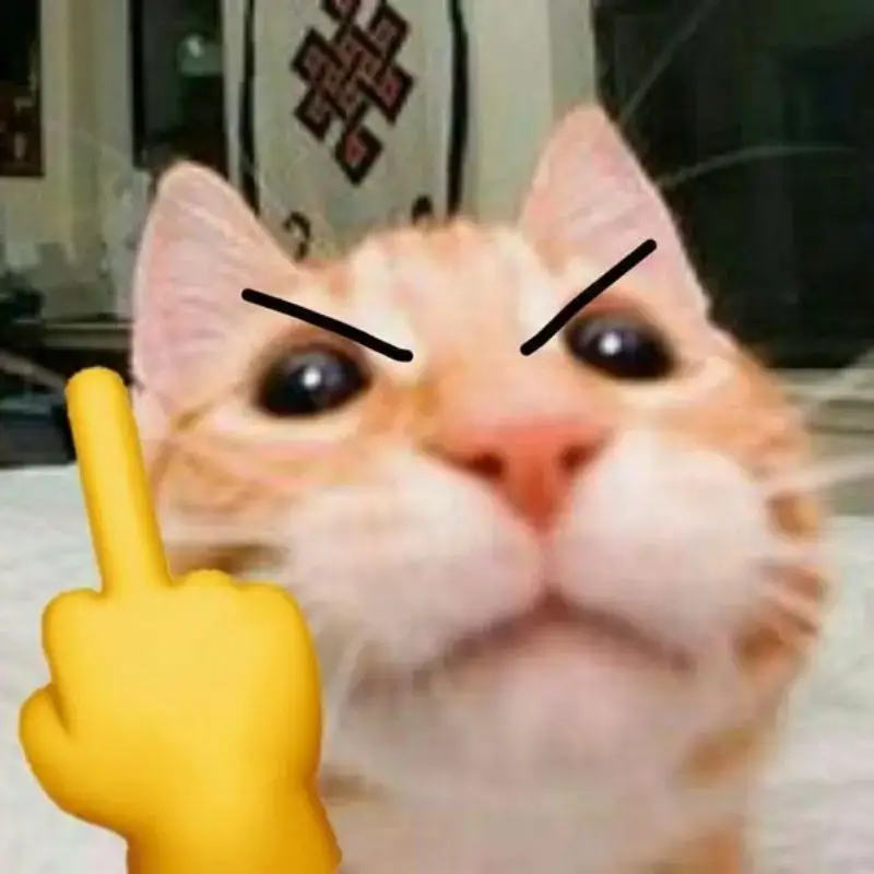 Ảnh hài chú mèo đưa ngón giữa