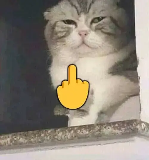 Meme mèo giơ ngón giữa: khi cử chỉ nổi loạn gặp hài hước mạng xã hội