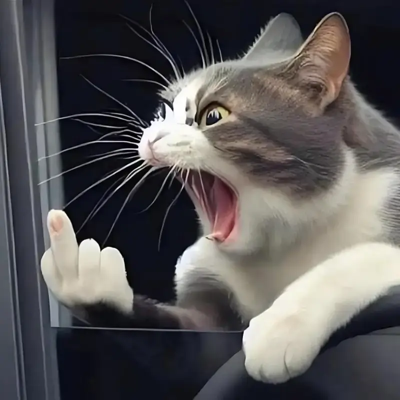 200+ Meme Giơ Ngón Giữa hài hước khi cử chỉ nổi loạn gặp hài hước mạng xã hội