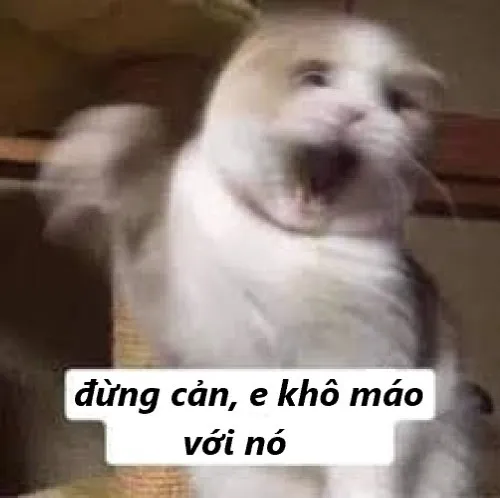 Meme mèo đừng cản tao mô tả lúc bị khuyên mà vẫn muốn “xử đẹp”