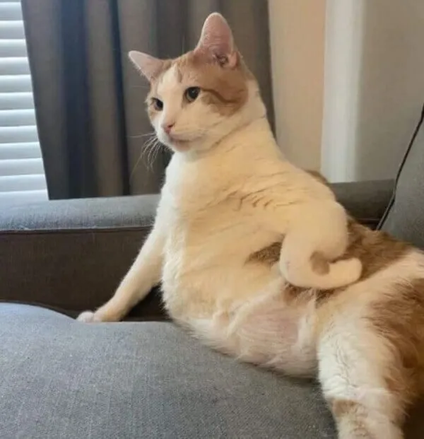 Hình vui dáng chảnh chọe thể hiện quyền lực ngầm tức thì