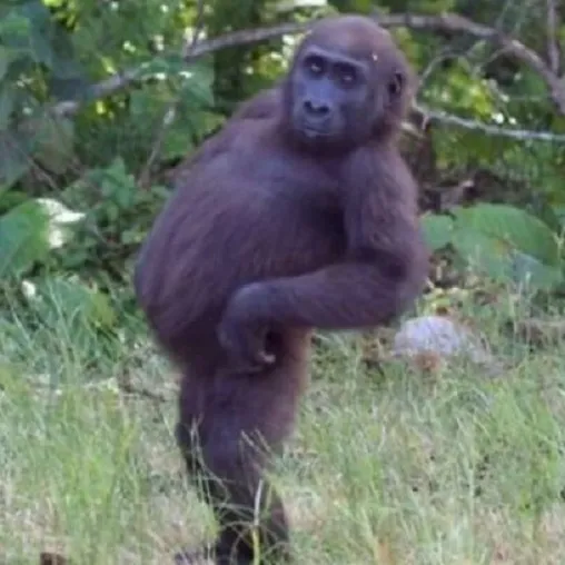 Meme chế chống nạnh biểu cảm dỗi nhưng vẫn giữ hình tượng