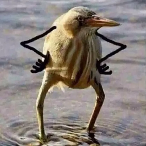 Ảnh vui ánh mắt mỉa mai nhìn là muốn câm miệng