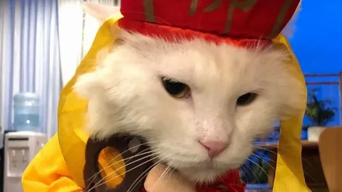 Meme chế mèo Đường Tăng than thở