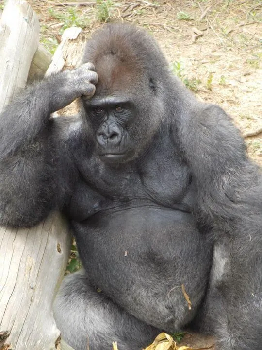 29 Ảnh troll Pikachu gãi đầu suy nghĩ ngơ ngác