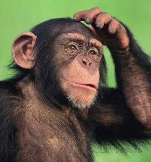 27 Ảnh troll nhân viên mới gãi đầu ngại khi bị hỏi