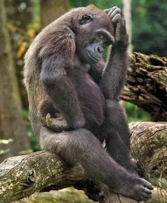 14 Hình troll mèo gãi đầu nhìn ngại mà vẫn cute