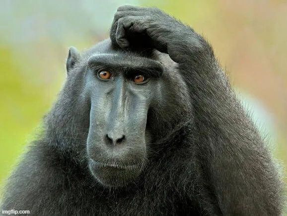 43 Meme chế gãi đầu ngáo ngơ dễ thương