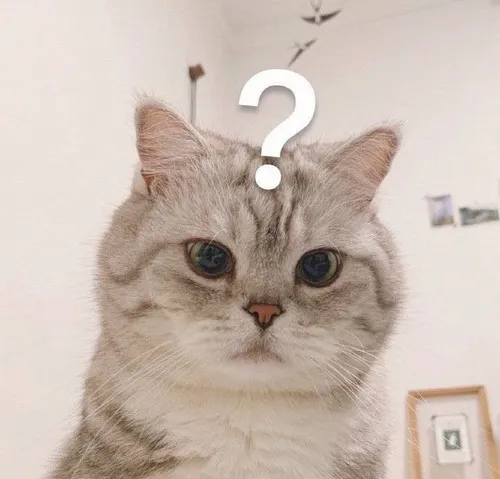 Meme mèo hỏi chấm diễn tả giây phút bối rối nhất cuộc trò chuyện