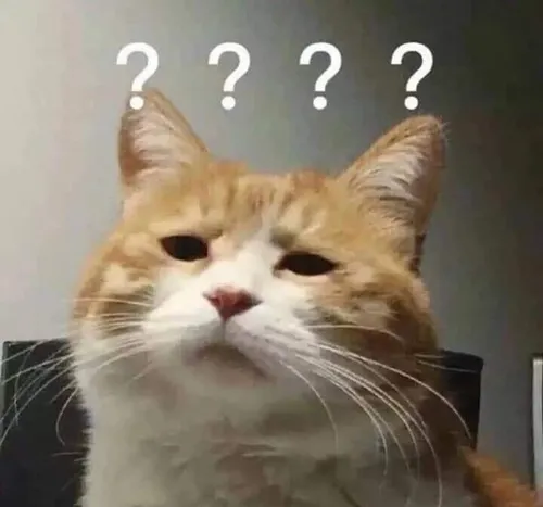 Ảnh vui meme mèo ngẩn người lan tỏa