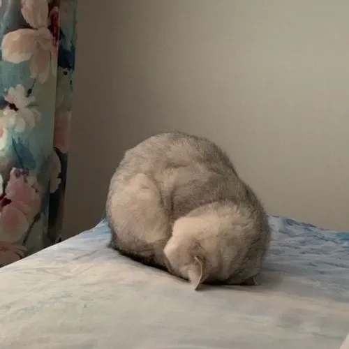 Ảnh troll mèo nũng nịu, caption “kệ tui nha”