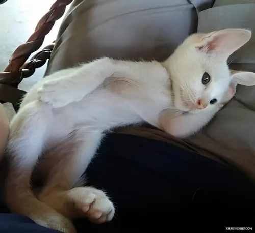 Hình chế mèo hờn kiểu “đừng nói nữa”.