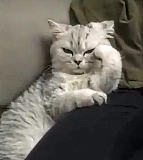 Hình chế mèo giận hờn kiểu ngộ nghĩnh.