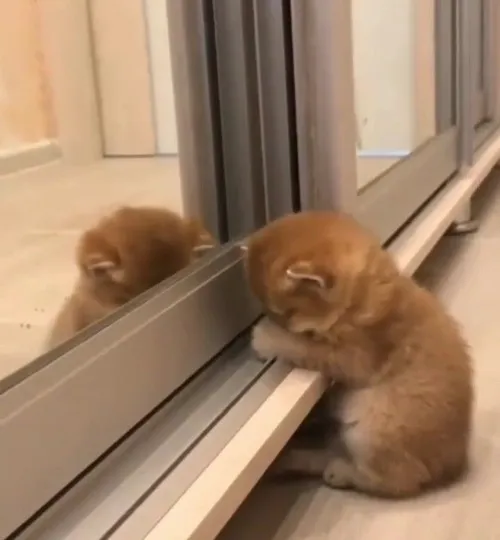 Meme chế boss nũng nịu “dỗi mà vẫn yêu”