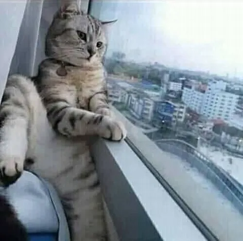 BST 85+ Meme Mèo Dỗi Hờn cute siêu cấp khi biểu cảm của boss khiến sen “cứng họng”