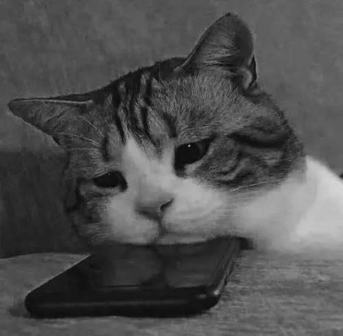 Ảnh vui mèo giận nhẹ mà viral.