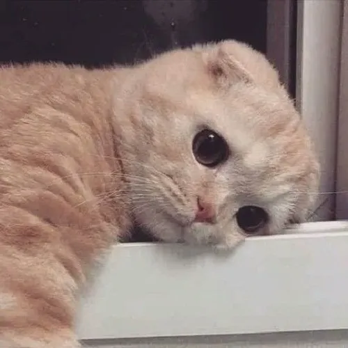 Meme mèo dỗi cực đáng yêu khiến dân mạng xỉu.