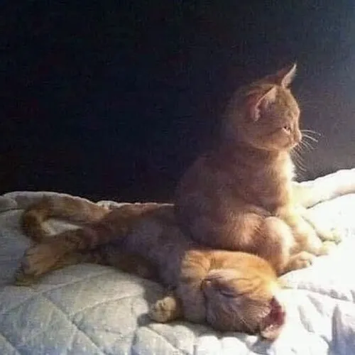 Meme chế mèo dỗi hờn cực dễ thương.