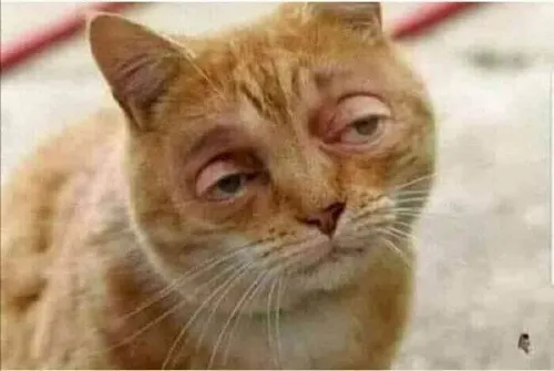 Meme chế mèo nhọc nhằn nhưng vẫn cố gắng ngồi