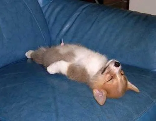 Meme hài uể oải như cá thiếu oxy