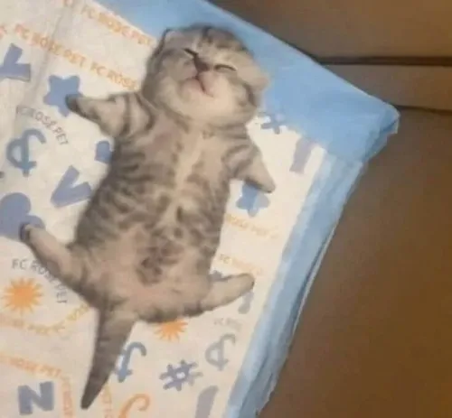 Ảnh troll rã rời nhìn ngáo ngơ siêu cưng