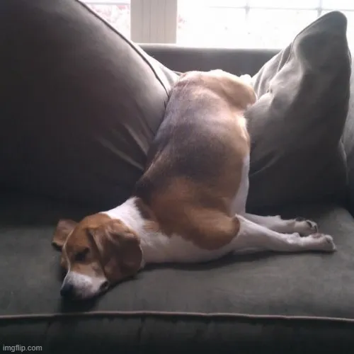 Meme chó nằm dài trong ghế quá mệt