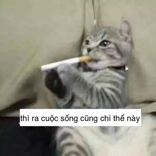 Khi tuyệt vọng cũng biết cười: loạt meme khiến dân mạng đồng cảm