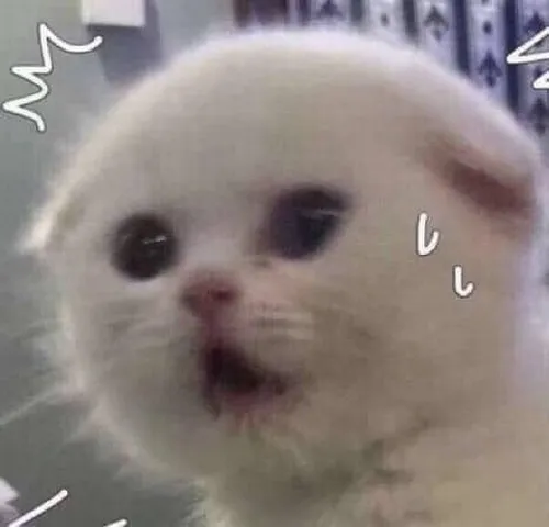 Meme chế khuôn mặt mèo lúng túng không biết nói gì