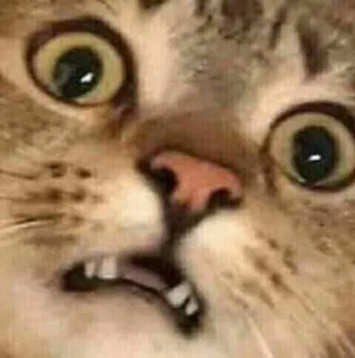 Ảnh meme chế mèo hoang mang khiến bạn cạn lời luôn