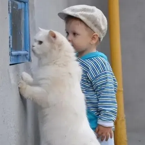 Meme mèo hài netizen hóng scandal mới nổ trên Facebook